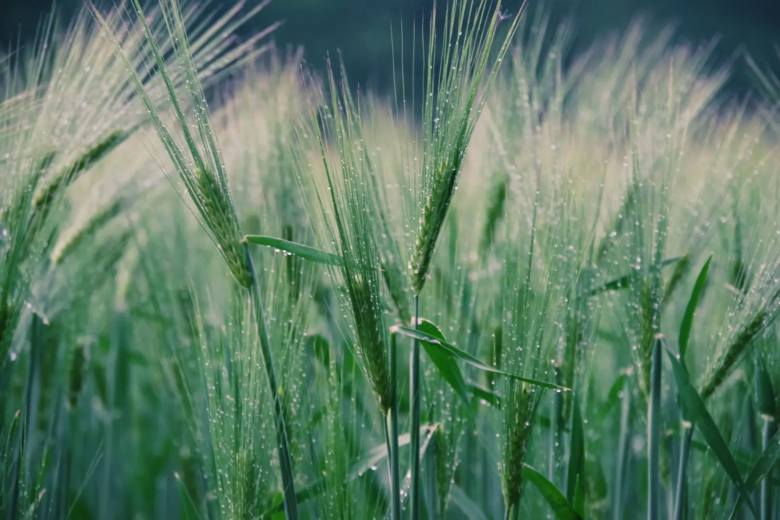 2025年海南企业年鉴设计趋势:数字化排版与品牌叙事融合